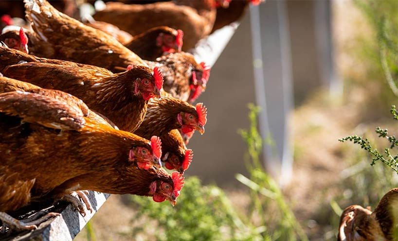 Information about H5 bird flu in Victoria